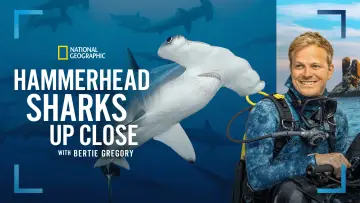 Задник к фильму "Hammerhead Sharks Up Close with Bertie Gregory" #955589