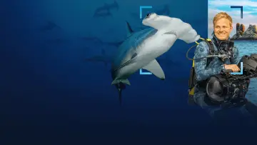 Задник к фильму "Hammerhead Sharks Up Close with Bertie Gregory" #955590