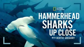 Задник к фильму "Hammerhead Sharks Up Close with Bertie Gregory" #955591