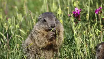Задник к фильму "Marmottes la Guerre des Clans" #1201376