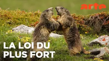 Задник к фильму "Marmottes la Guerre des Clans" #958140
