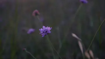 Задник к фильму "COULDN