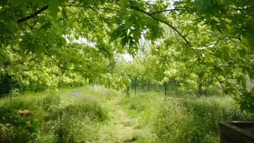 Задник к фильму "La Picasso Food Forest" #1159571
