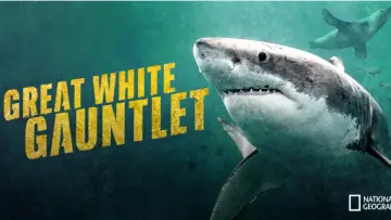 Задник к фильму "Great White Gauntlet" #1177455