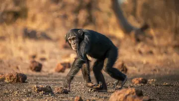 Задник к фильму "Humanlike - The Chimps of Fongoli" #1572827