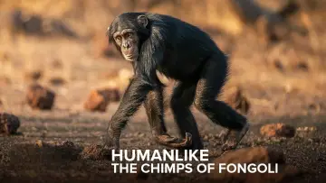 Задник к фильму "Humanlike - The Chimps of Fongoli" #1572828