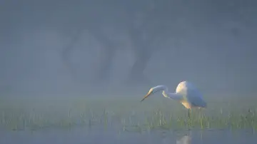 Задник к фильму "Delta Sălbatică" #1746818