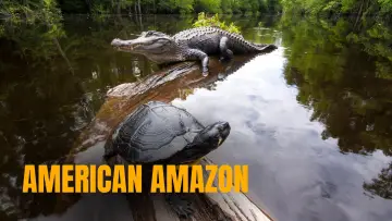 Задник к фильму "American Amazon" #1625627