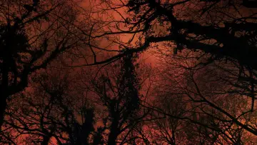 Задник к фильму "Carta d’un arbre als humans" #1569645