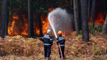 Задник к фильму "Sauvons nos Forêts" #1618248