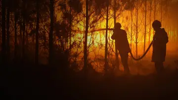 Задник к фильму "Sauvons nos Forêts" #1658093