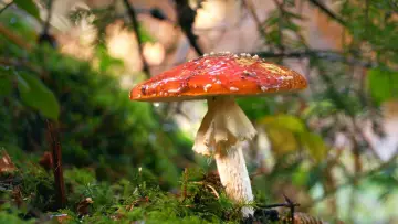 Задник к фильму "Der Fliegenpilz" #1703963