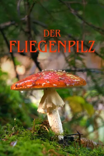 Der Fliegenpilz