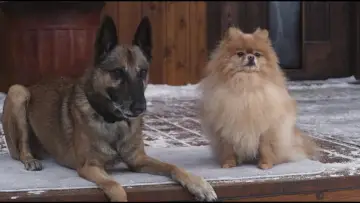 Задник к фильму "Step Dogs" #970352