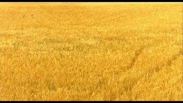 Задник к фильму "Зеркальная кожа" #1523432