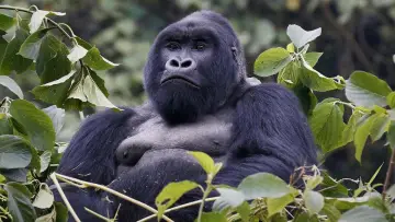 Задник к фильму "Mountain Gorilla" #1640891