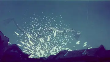 Задник к фильму "觀世音與海龍王" #1164381