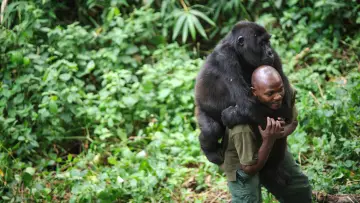 Задник к фильму "Virunga" #1211508