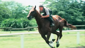 Задник к фильму "Phar Lap" #692772