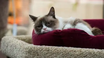 Задник к фильму "Худшее Рождество сердитой кошки" #1065824