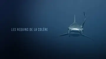 Задник к фильму "Les Requins de la Colère" #1432679