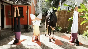 Задник к фильму "Animal Político" #1147203