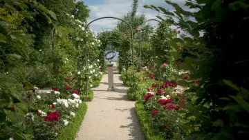 Задник к фильму "Painting the Modern Garden: Monet to Matisse" #427309