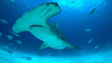 Задник к фильму "Mega Hammerhead" #980693