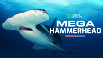 Задник к фильму "Mega Hammerhead" #980699