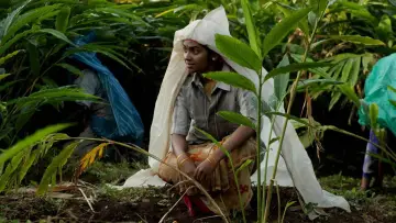 Задник к фильму "மேற்குத்தொடர்ச்சி மலை" #964280
