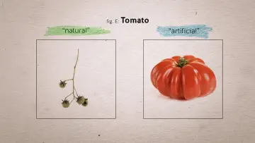 Задник к фильму "Food Evolution" #1134609