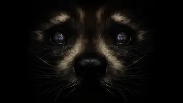 Задник к фильму "Стражи Галактики. Часть 3" #560460