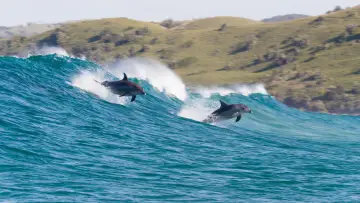 Задник к фильму "Дельфиний риф" #436277
