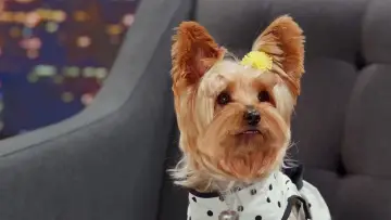 Задник к фильму "Pup Star: Better 2Gether" #406173