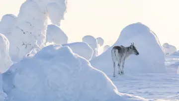 Задник к фильму "Приключения оленёнка" #1826791