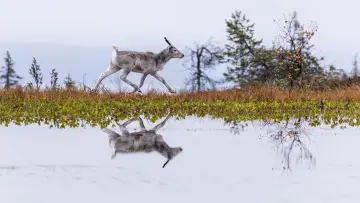 Задник к фильму "Приключения оленёнка" #1826794