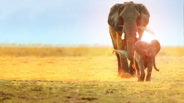 Задник к фильму "Whispers: An Elephant