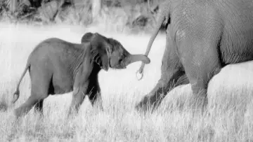 Задник к фильму "Whispers: An Elephant