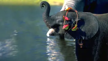 Задник к фильму "Whispers: An Elephant