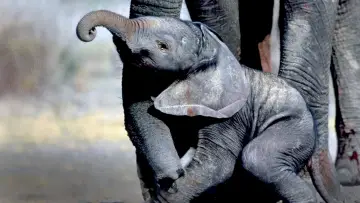 Задник к фильму "Whispers: An Elephant