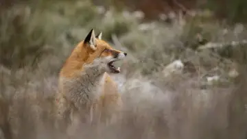 Задник к фильму "Wild" #1623329