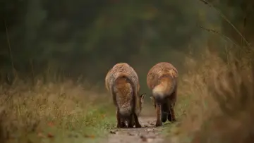 Задник к фильму "Wild" #1623330