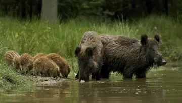Задник к фильму "Wild" #1623331