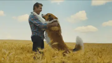 Задник к фильму "Собачья жизнь 2" #750982