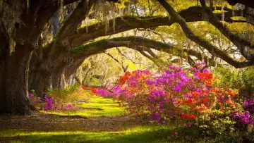 Задник к фильму "Living Landscapes: Flowers & Gardens" #1168064