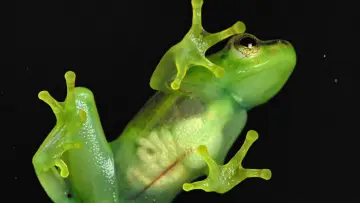 Задник к фильму "Incredible frogs" #1636556