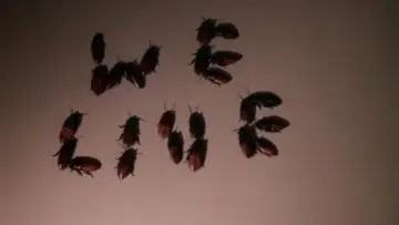 Задник к фильму "Bug" #1093245