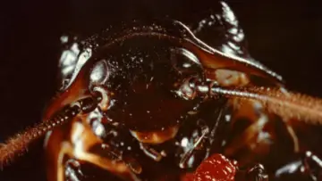 Задник к фильму "Bug" #1093249