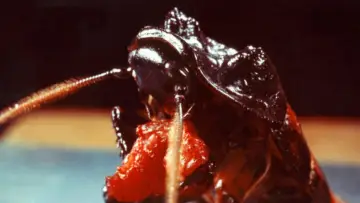 Задник к фильму "Bug" #1093250