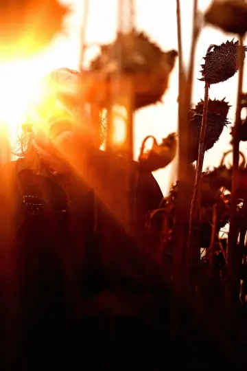 Постер к фильму "Техасская резня бензопилой" #694261